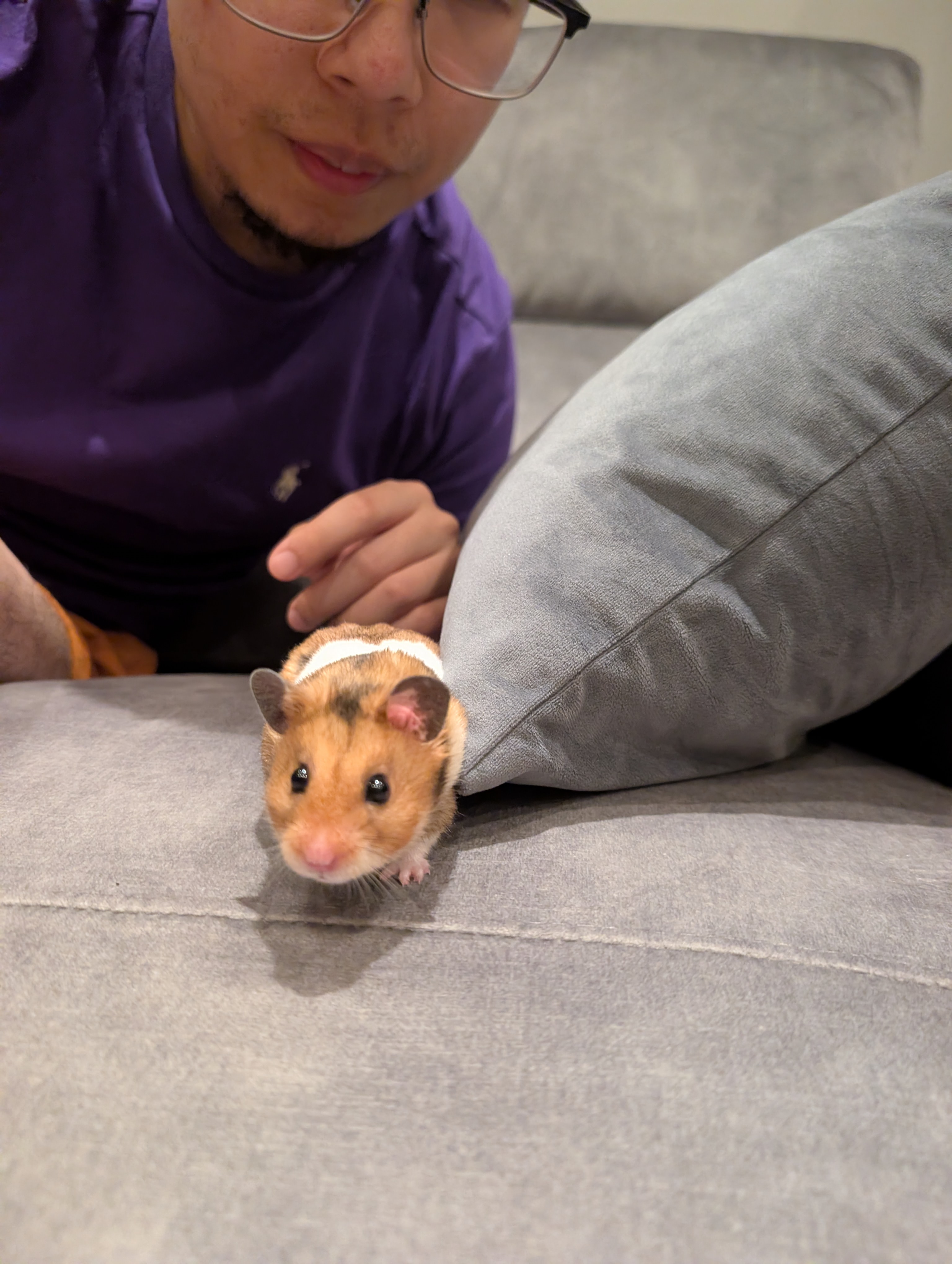 Hammy