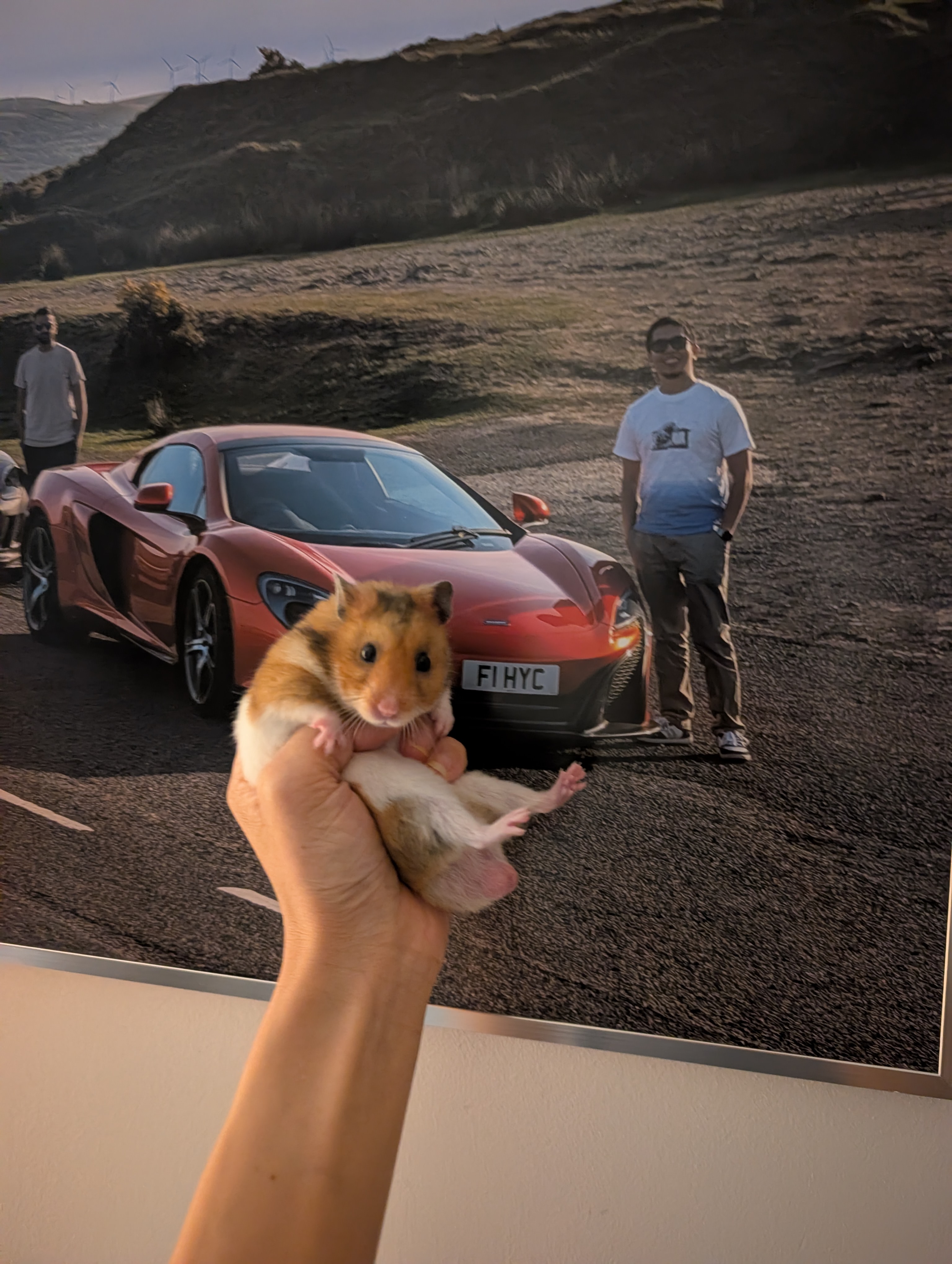 Hammy