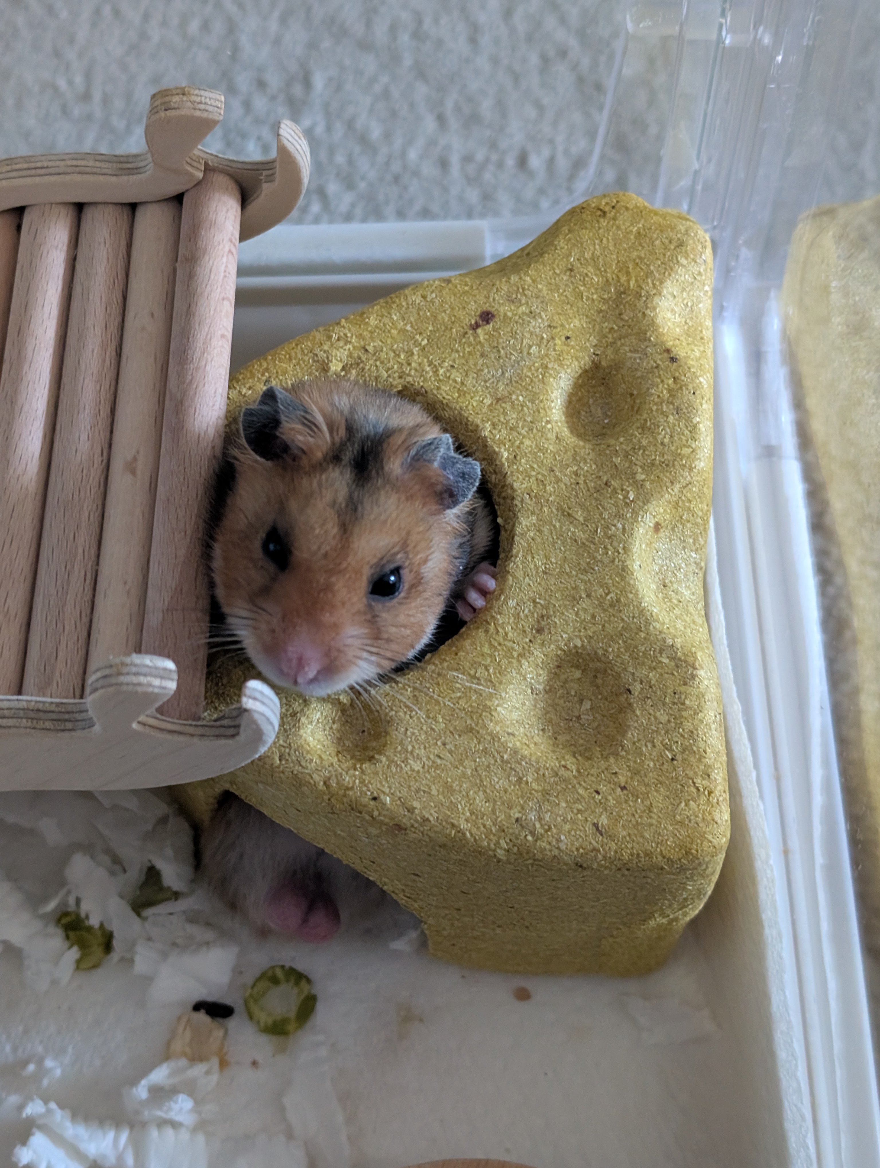 Hammy