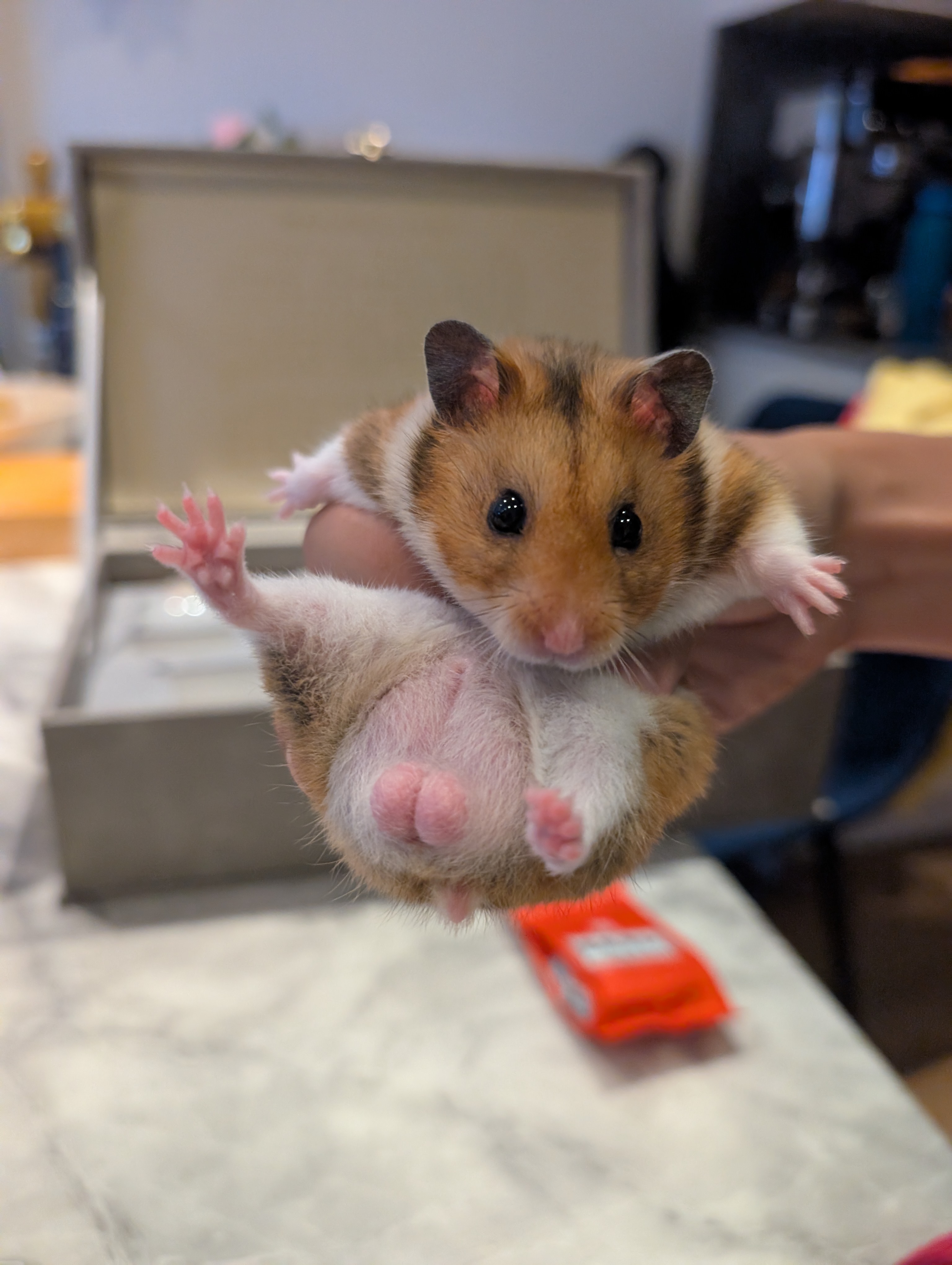 Hammy