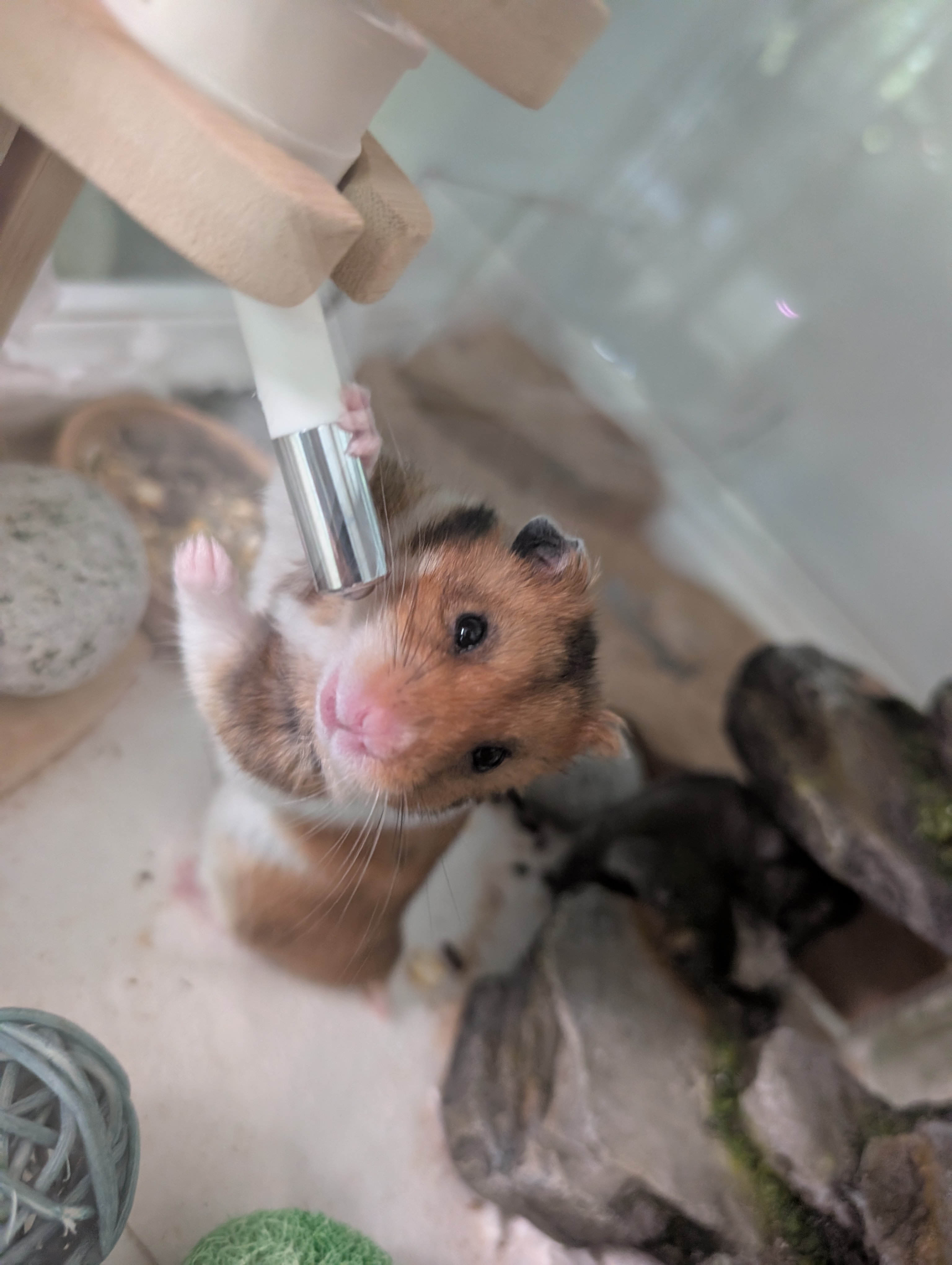 Hammy